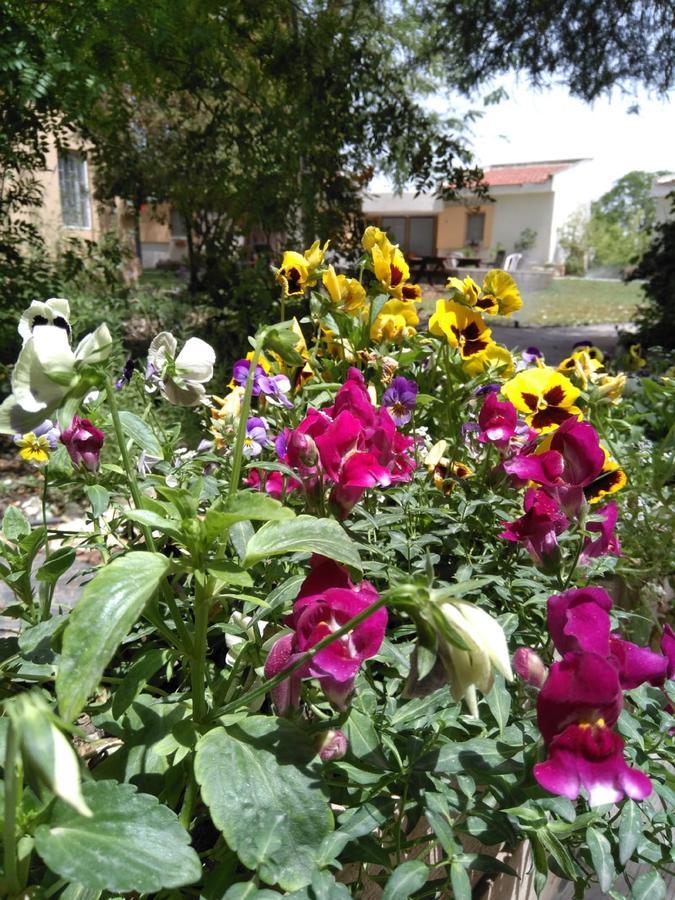 نزل وادي الأردن بيردنغ Kefar Ruppin المظهر الخارجي الصورة